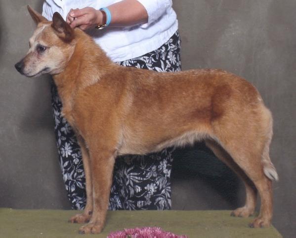 Sageroo Coppertop At Katwala | Australian Cattle Dog 
