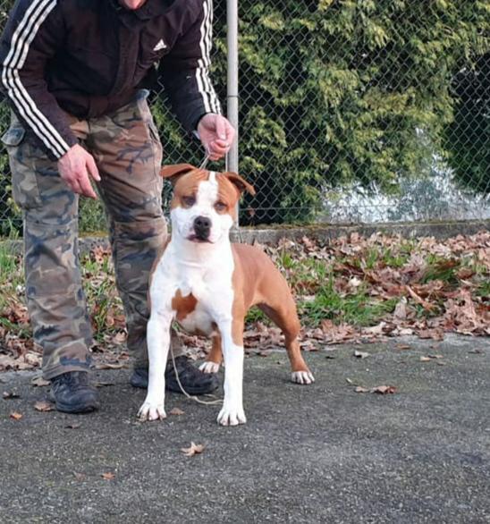 Karballido staffs Panchito | American Staffordshire Terrier 