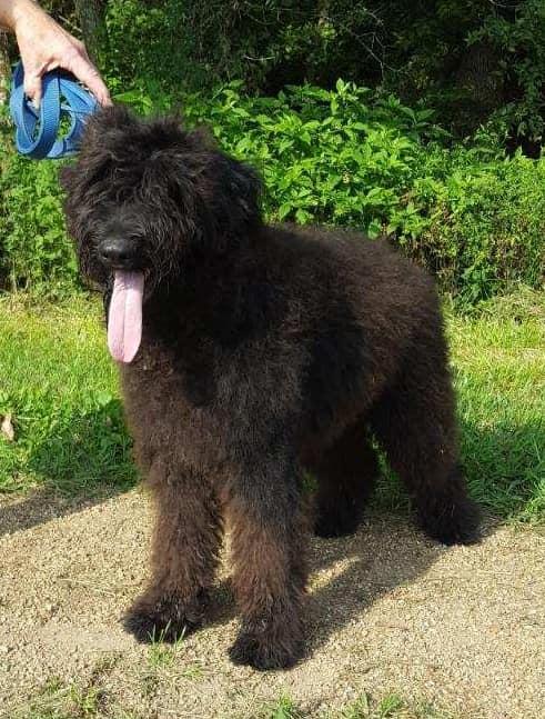 Beorg's the Mystery of Theo | Bouvier des Flandres 