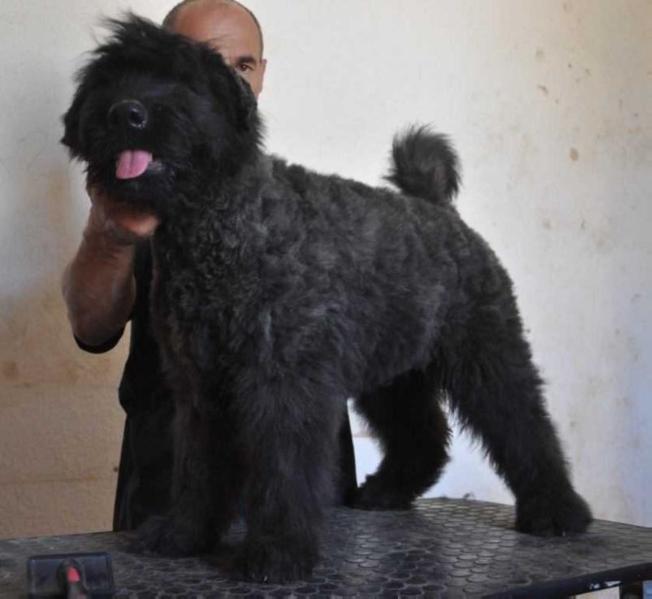 Celtic Abby North Carpaty | Bouvier des Flandres 