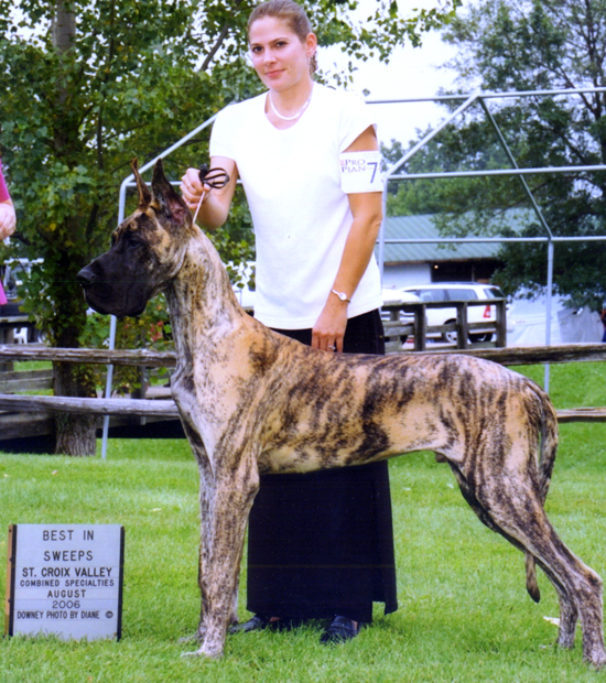 Rojon's Dynast O'Northwind | Great Dane 