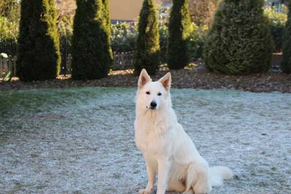 Chili vom Winnenthal | White Swiss Shepherd Dog 