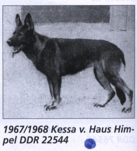 Kessa vom Haus Himpel | German Shepherd Dog 