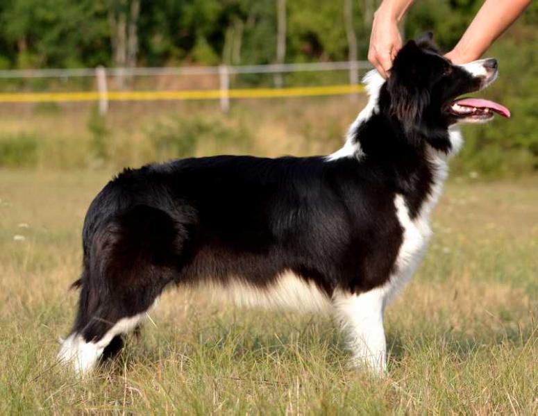 Flower of Old Hill Jade | Border Collie 