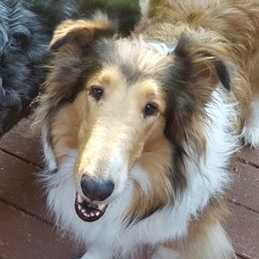 Timber Creek Magnolia Flowers | Rough Collie 