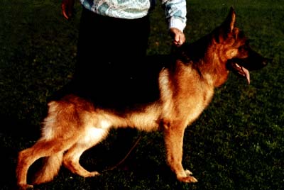 Vopo von den Dolomiten | German Shepherd Dog 