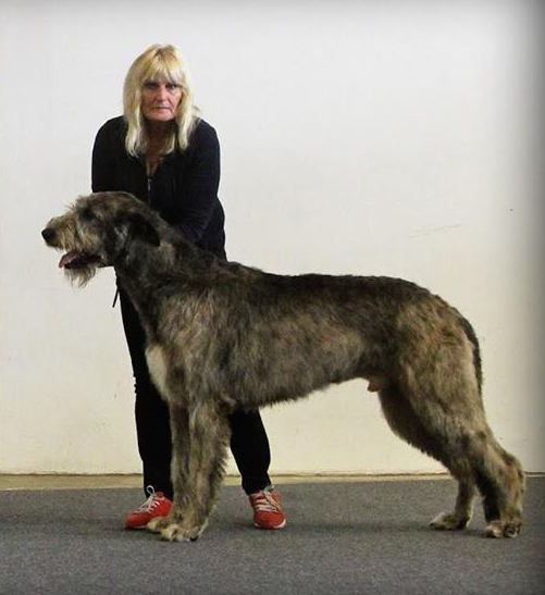 Always My Bryan Roan Inish | Irish Wolfhound 