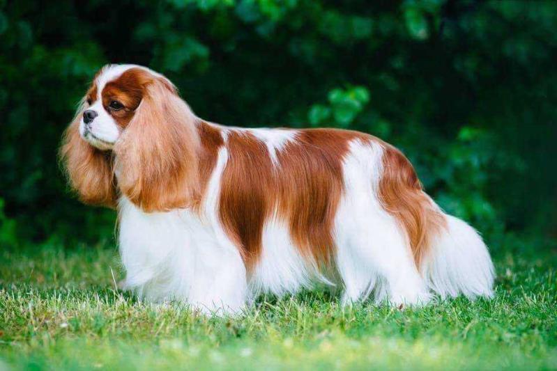 Milbu Joyfull Jonson | Cavalier King Charles Spaniel 