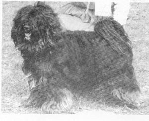 ÄFJANS VILHELM | Tibetan Terrier 