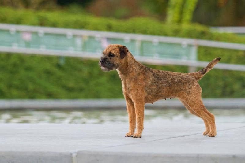 Meadowlake Pants On Fire | Border Terrier 