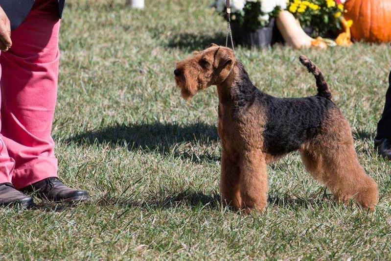 Andover See-Z The Moment | Welsh Terrier 