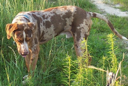 Eldrige's Hoosier Red | Catahoula Leopard Dog 