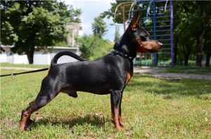 Batterflay Land Ieros | Miniature Pinscher 
