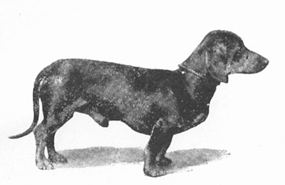 Männe Maxdorf | Dachshund 