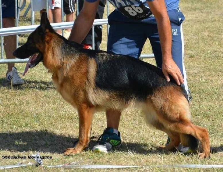 Dana de la Cadencia | German Shepherd Dog 