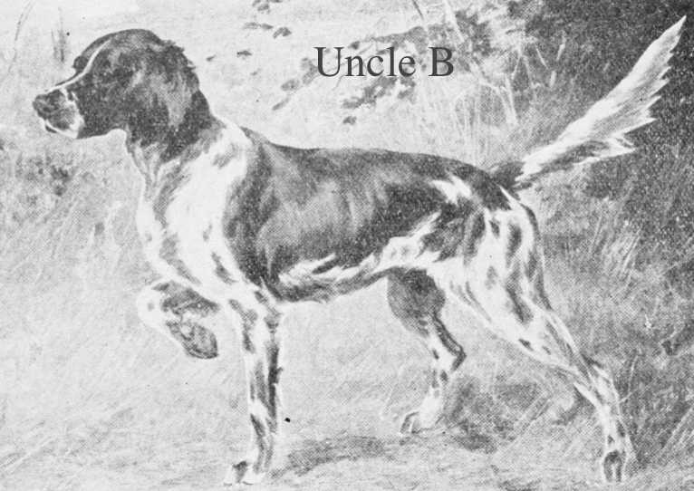 Uncle B (Harwick x Dan's Lady) | English Setter 