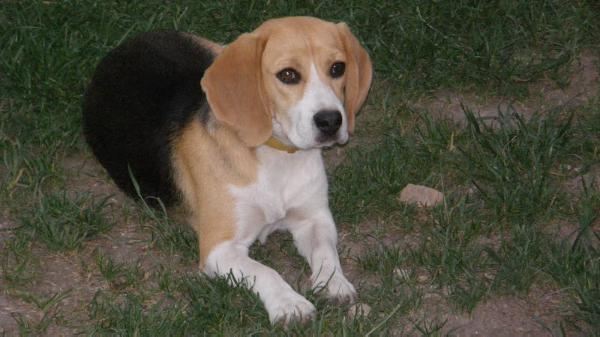 Ultrakopó Honey | Beagle 