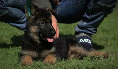 Max von Alf-Jarumy | German Shepherd Dog 