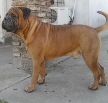 TOMFLOW FASO | Bullmastiff 