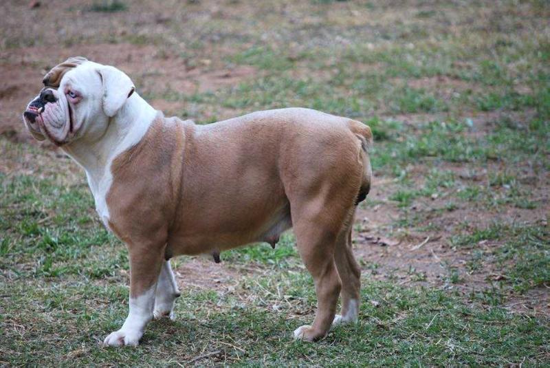 Heavy Hitter's Stella | Olde English Bulldogge 