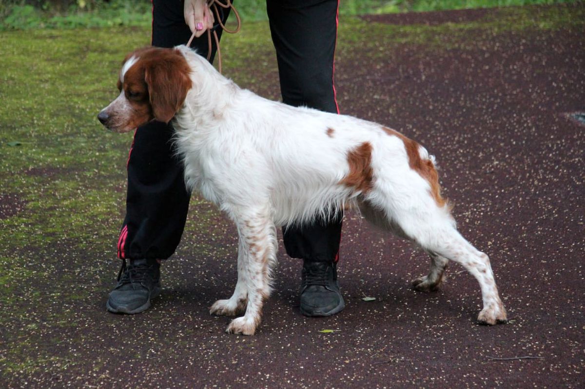 Polya Rossii BONIFACHO | Brittany 