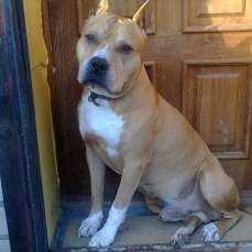 Zempfaer Gloria Olmar | American Staffordshire Terrier 
