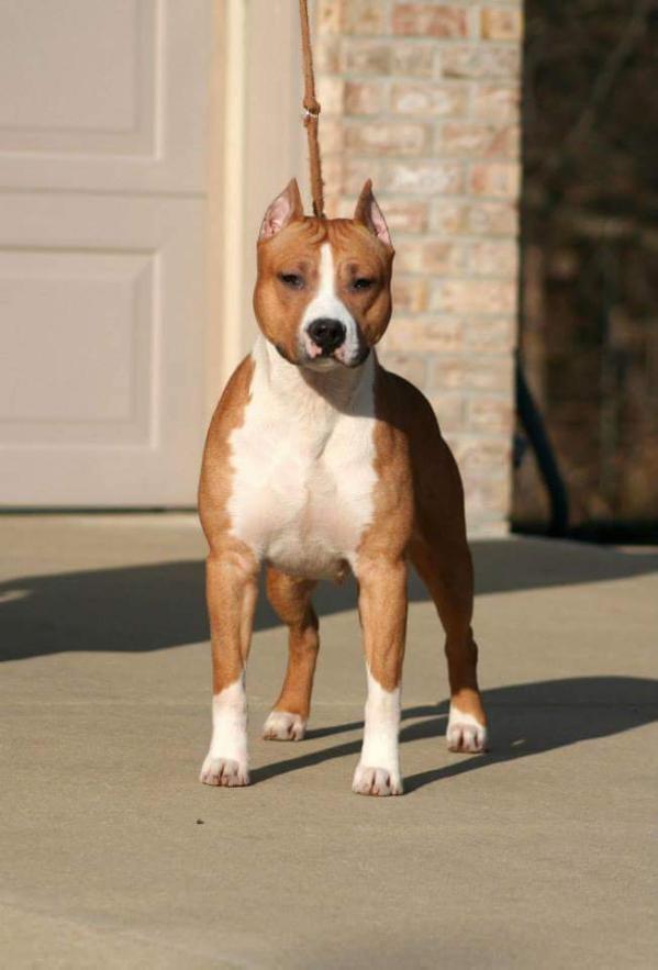 Plk'S perfectly imperfect | American Staffordshire Terrier 
