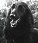 Dureigh's Dark Victory | Afghan Hound 