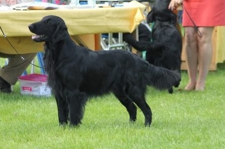 Hopevalley Morning Mayhem JW | Flat-Coated Retriever 