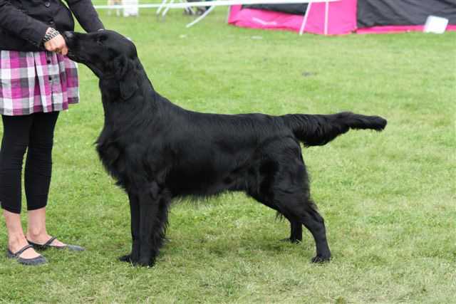 Almanza Let-s Mingle I'm Single | Flat-Coated Retriever 