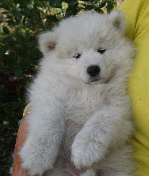 HEIDI HONEY The Glow of the Snowy Star | Samoyed 