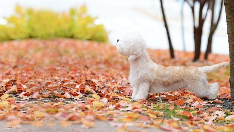 Danchester's Incredible Design | Dandie Dinmont Terrier 