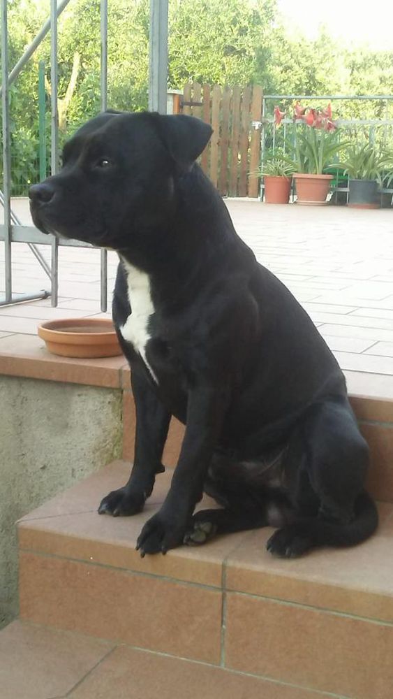 Bosley's | Staffordshire Bull Terrier 