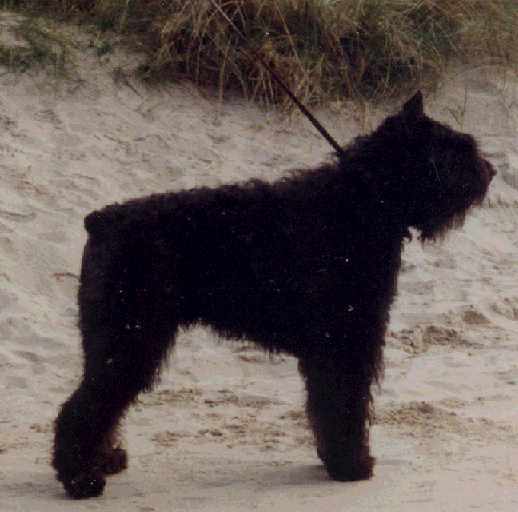 Bacchus de la lampe sud | Bouvier des Flandres 