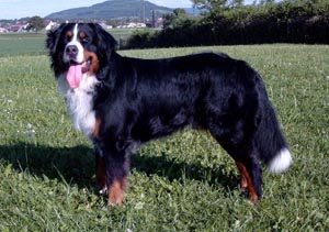 Eddie Von Wiesmadern | Bernese Mountain Dog 