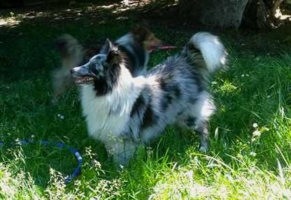 Elaraia Stormy Bleu Diva Aspen | Shetland Sheepdog 