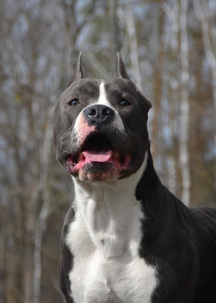 Evgen Poli Mazhor | American Staffordshire Terrier 