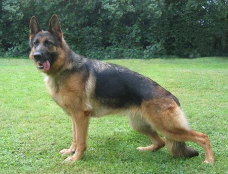 Tambka vom Dreisbachtal | German Shepherd Dog 