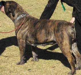 Doringberg Patrys | African Boerboel 