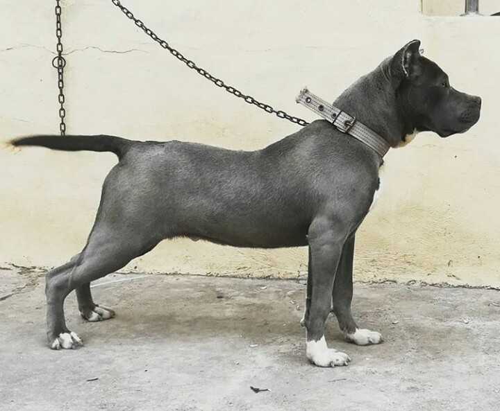 Fantom morata | American Pit Bull Terrier 