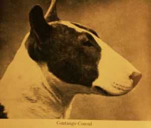 Contango Consul | Bull Terrier 