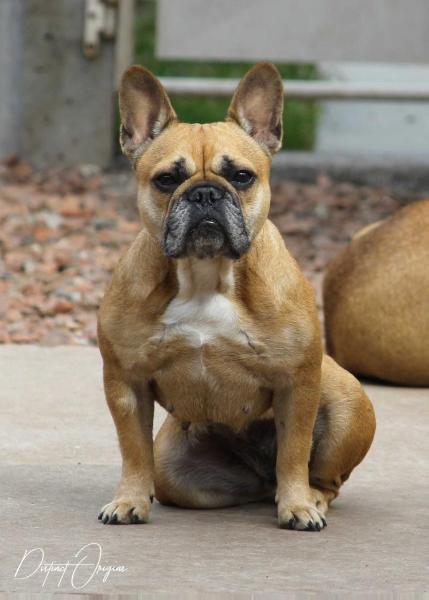 Izy sans affixe | French Bulldog 