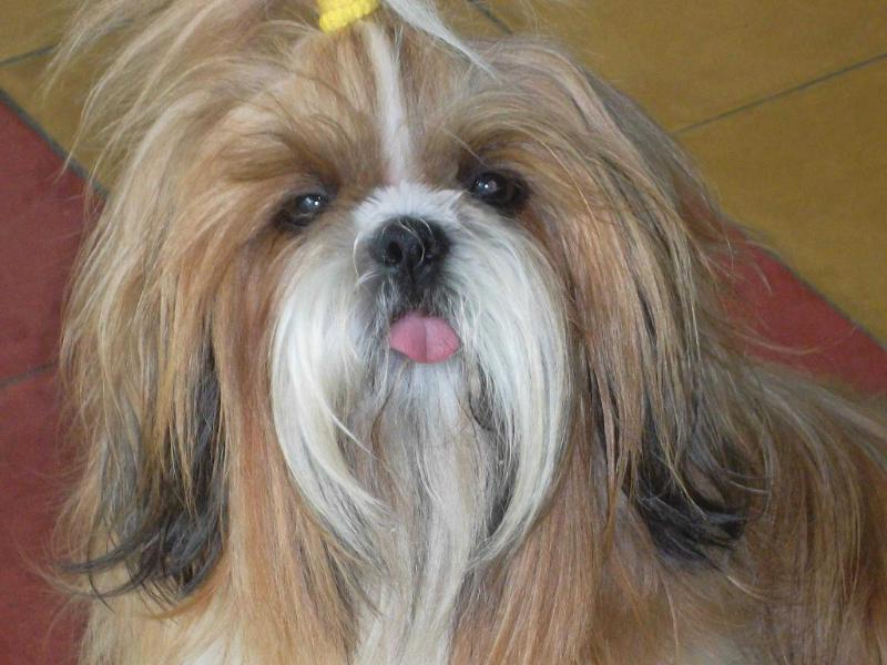 Albano de la Cueva | Shih Tzu 