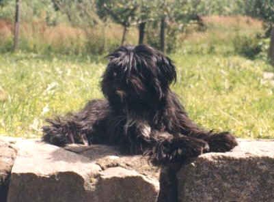 AMOX BARTER GIRL | Tibetan Terrier 