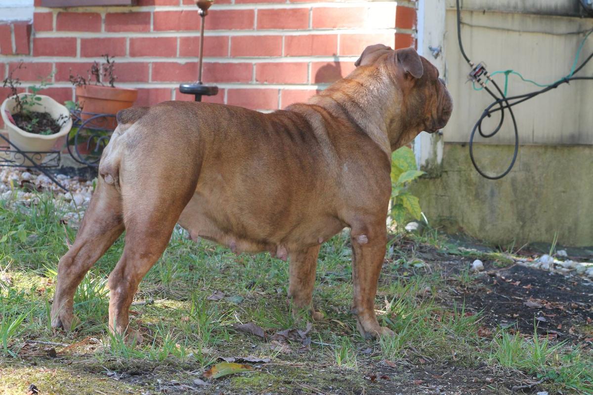 Outlaws Pearl | Olde English Bulldogge 