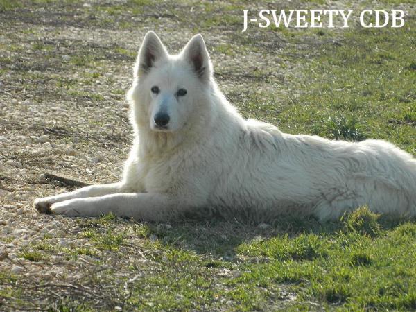 J-SWEETY della Corte dei Delfini Bianchi | White Swiss Shepherd Dog 