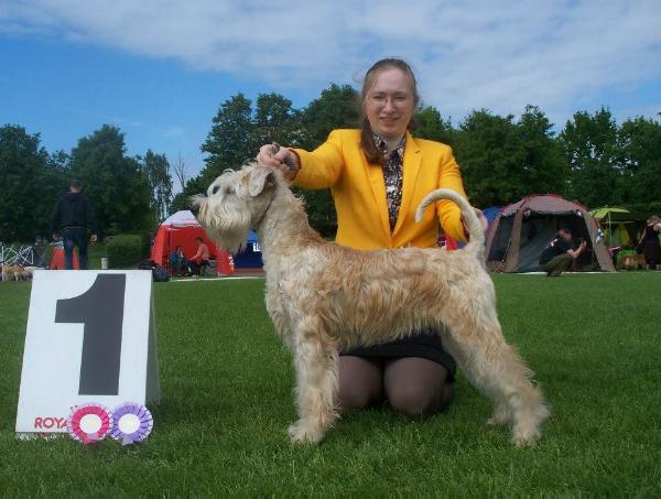 Hobel I'm Nearly Famous | Soft Coated Wheaten Terrier 