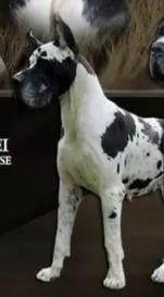 Fiona (Serbia) | Great Dane 