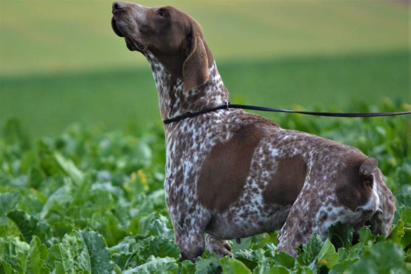 Pradellinensis Nando | German Shorthaired Pointer 