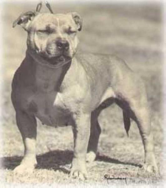 Borstaff Forever Amber | Staffordshire Bull Terrier 